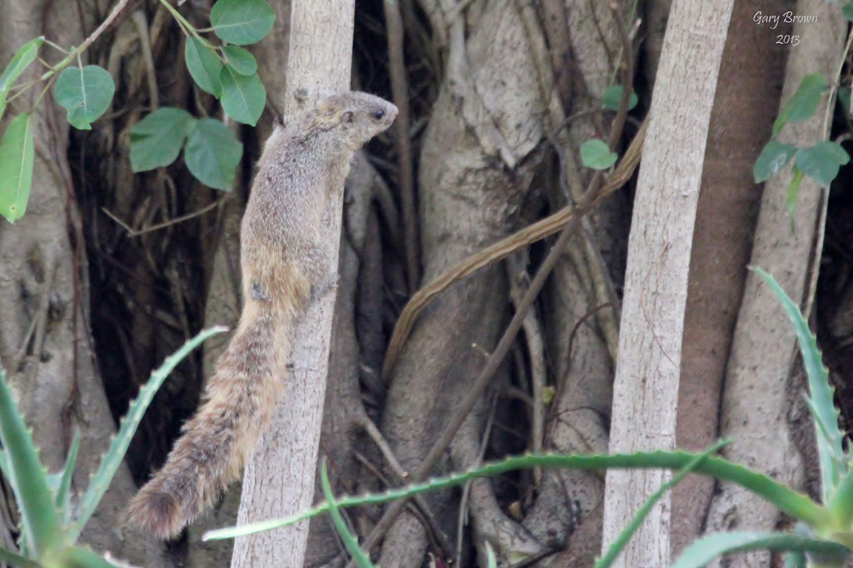 Image of Mutable Sun Squirrel