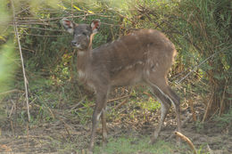 صورة Tragelaphus spekii Speke 1863