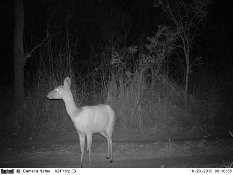 Image of Bushbuck