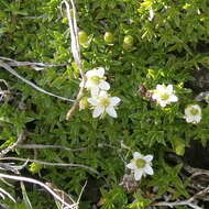 Plancia ëd Cherleria biflora (L.) A. J. Moore & Dillenb.