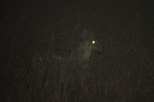 Image of Side-striped Jackal