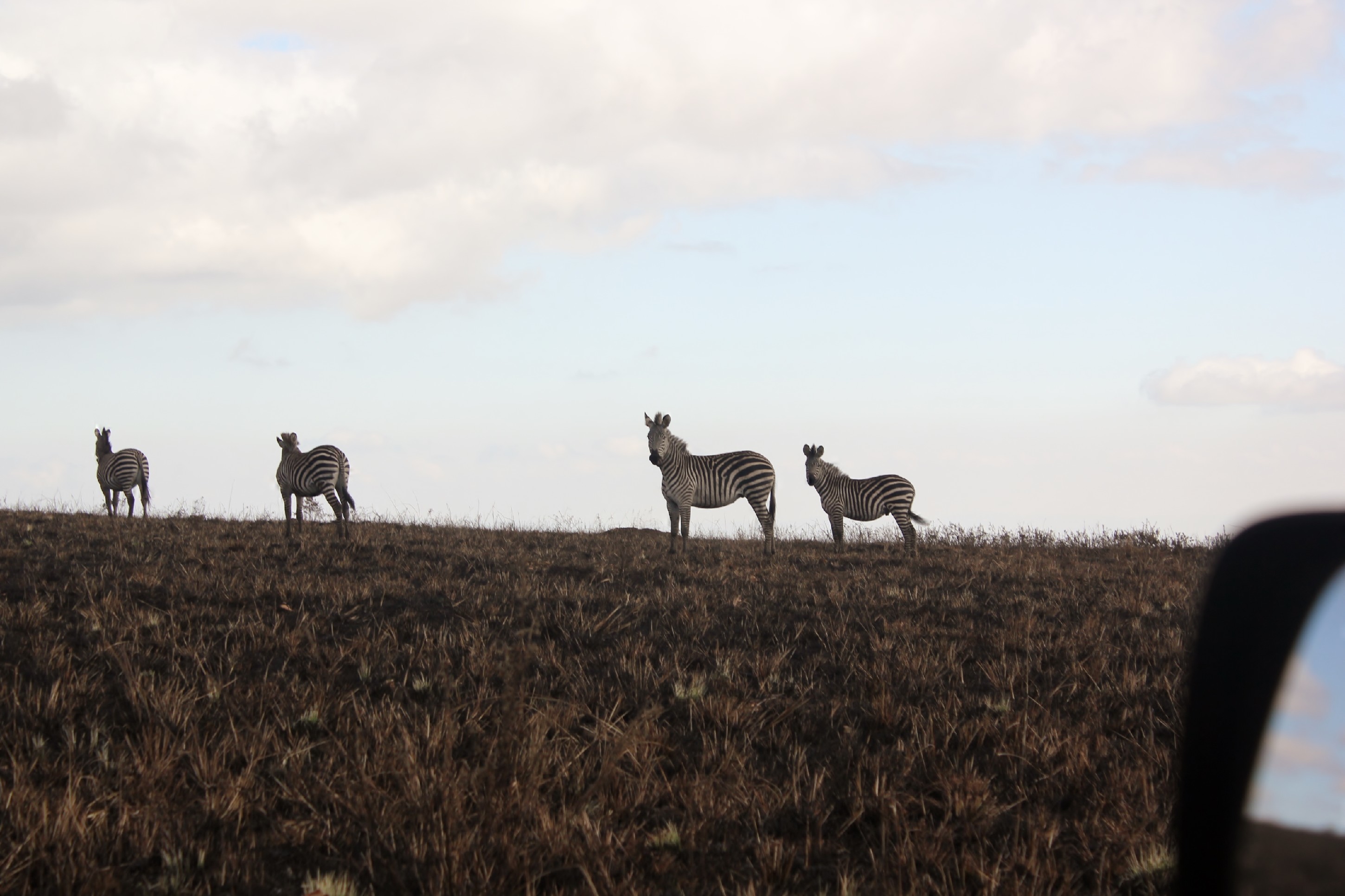 Image of Crawshay's zebra