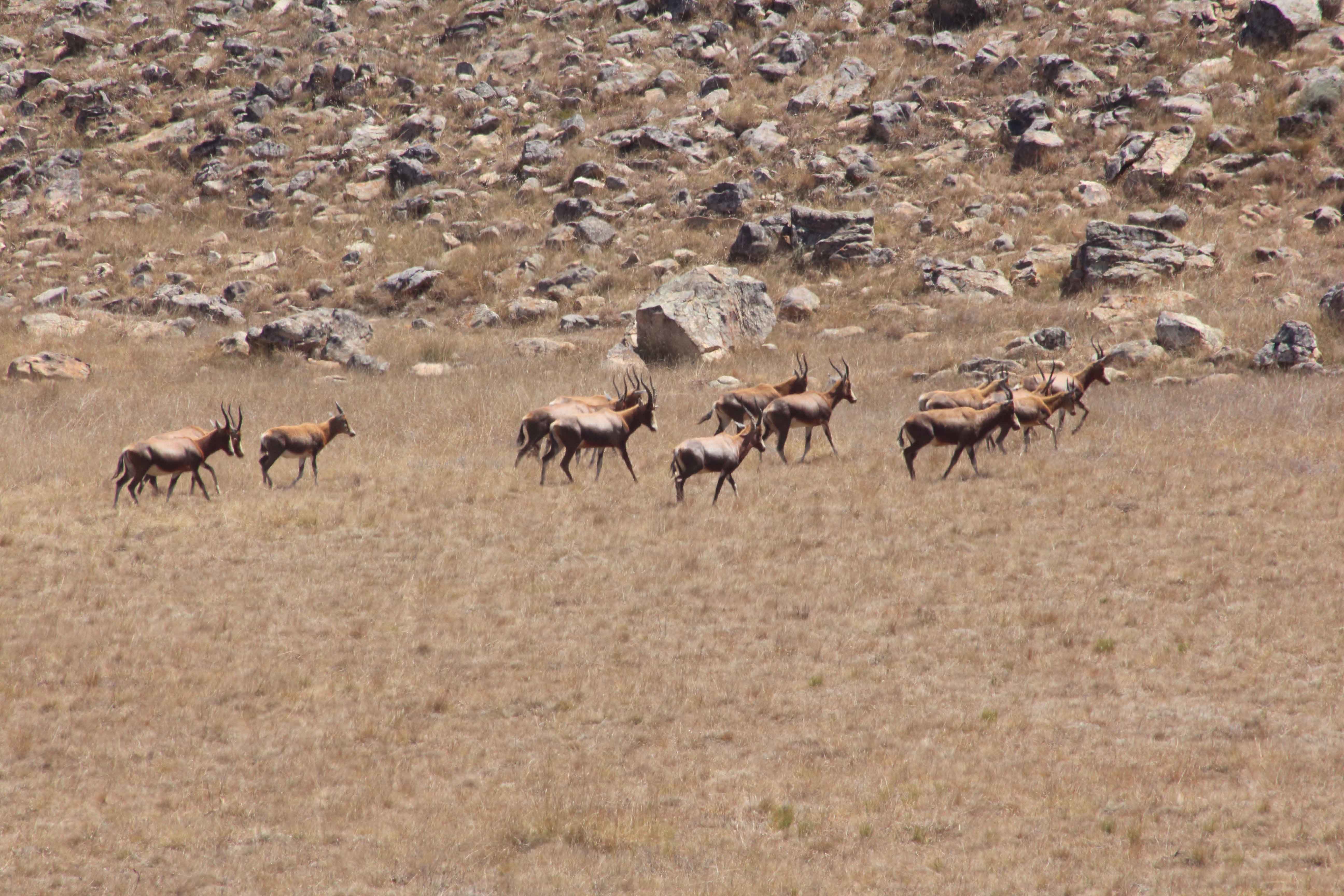 Image of Blesbok