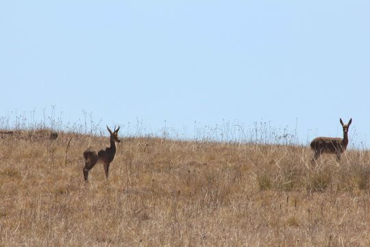 Image of Grey Rhebok