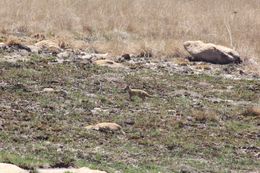 Image of Yellow Mongoose