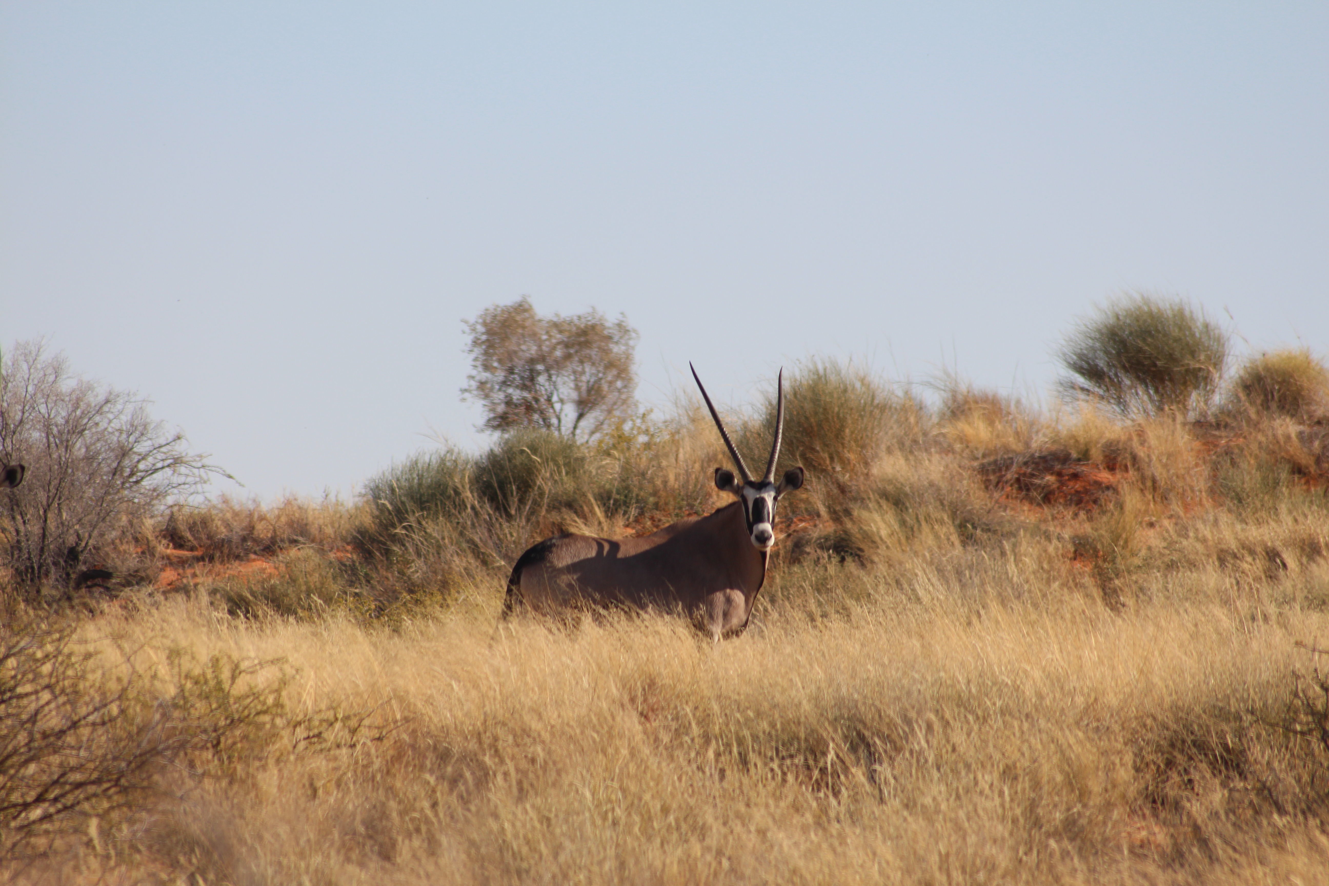 Image of Gemsbok