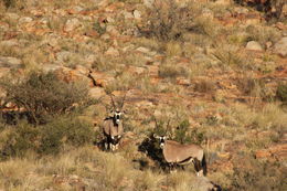 Image of Gemsbok