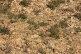 Image of Mountain Reedbuck