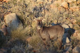 Image of Ellipsen Waterbuck