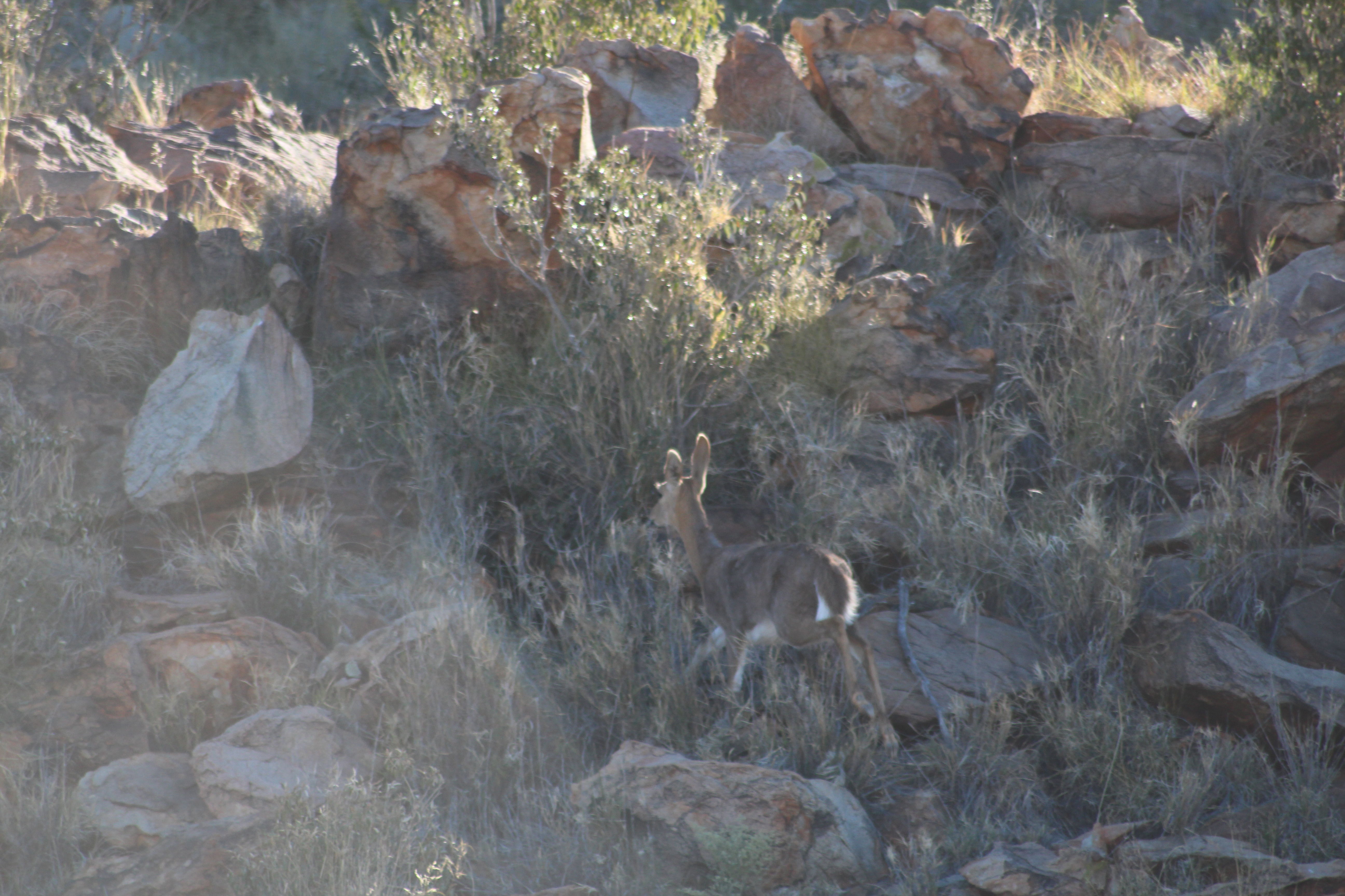 Image of Mountain Reedbuck