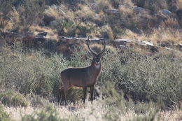 Image of Ellipsen Waterbuck