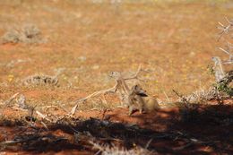 Image of Yellow Mongoose