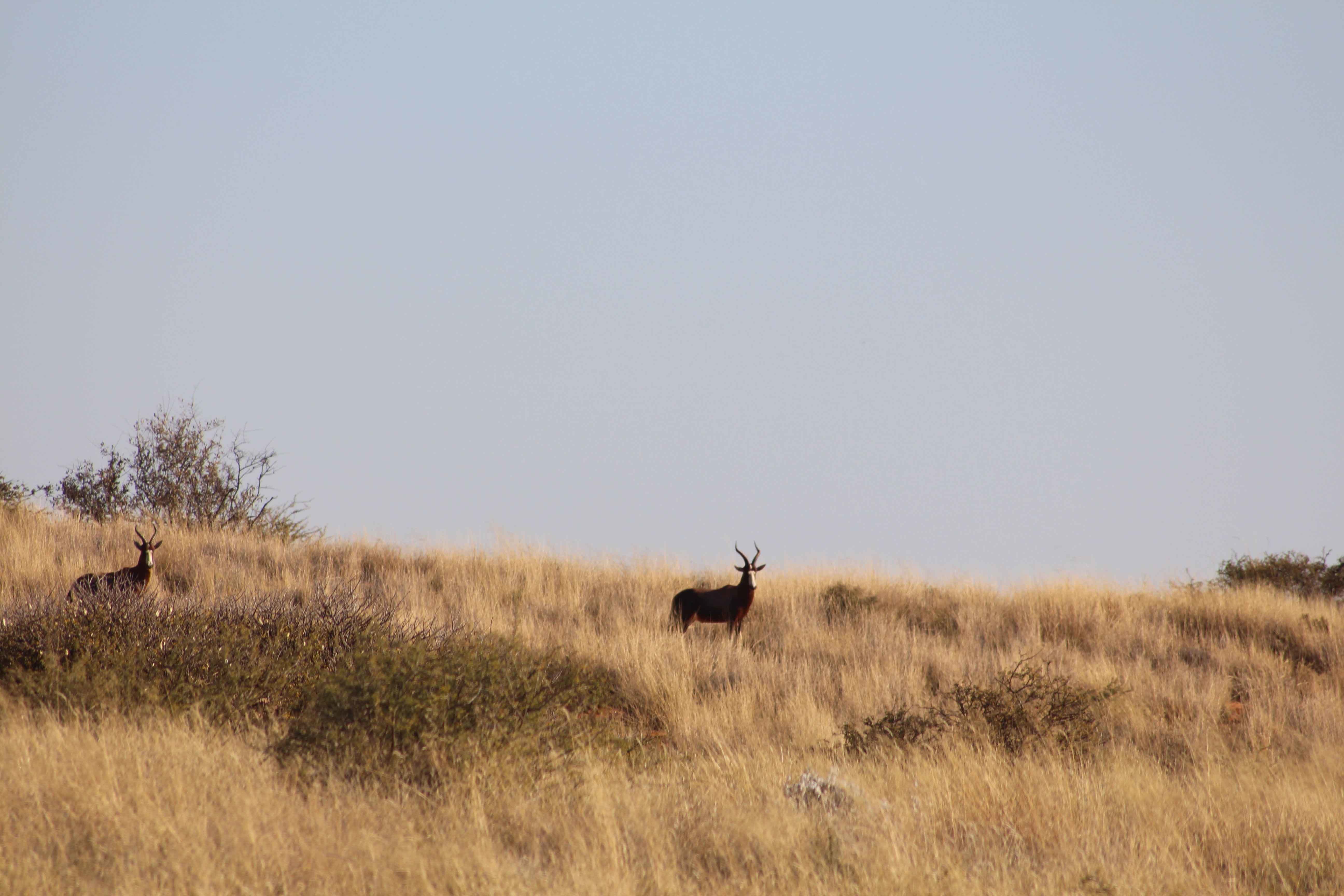 Image of Blesbok