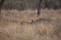 Image of Nyala