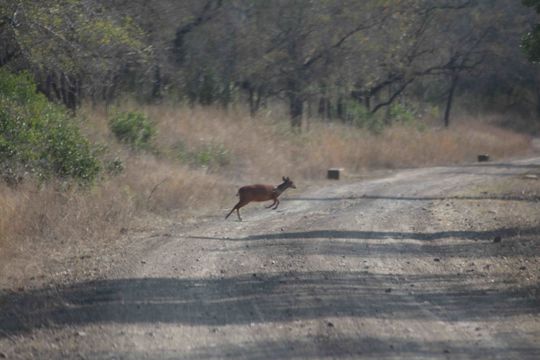 Image of Natal Duiker