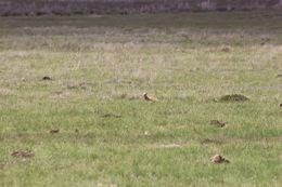 Image of Yellow Mongoose