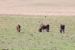 Image of Black Wildebeest