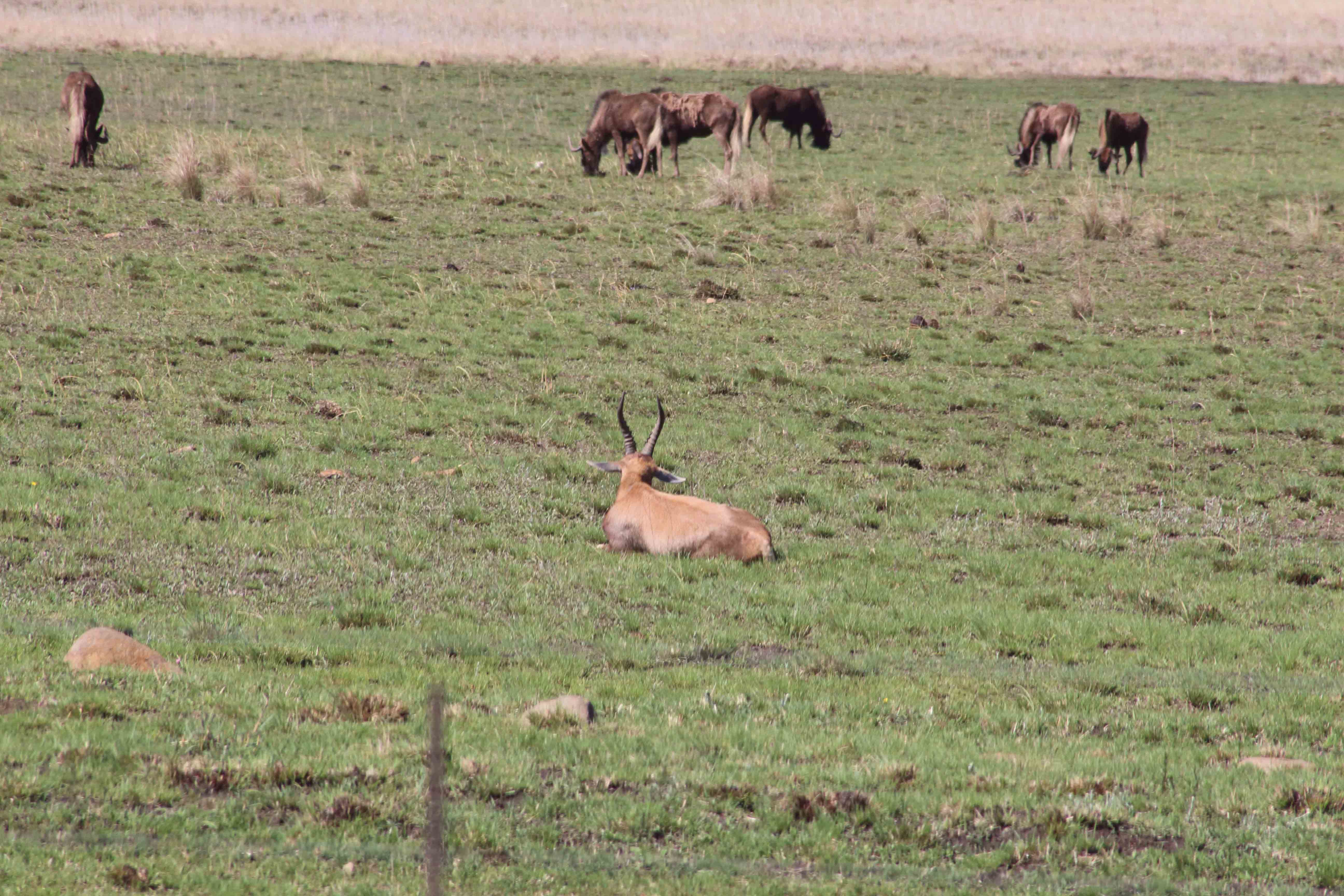 Image of Blesbok