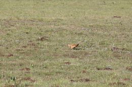 Image of Yellow Mongoose