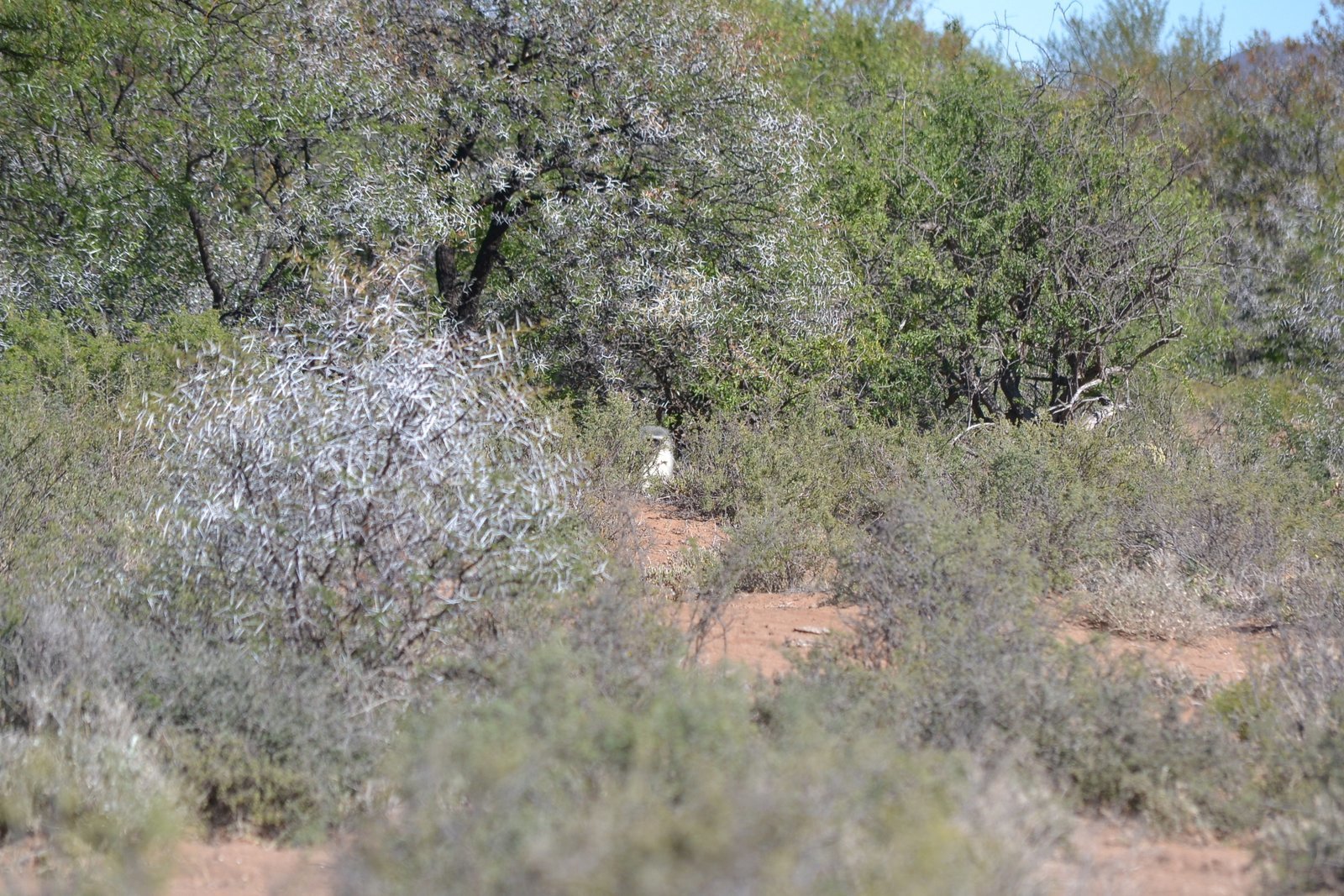 Image of Vervet Monkey