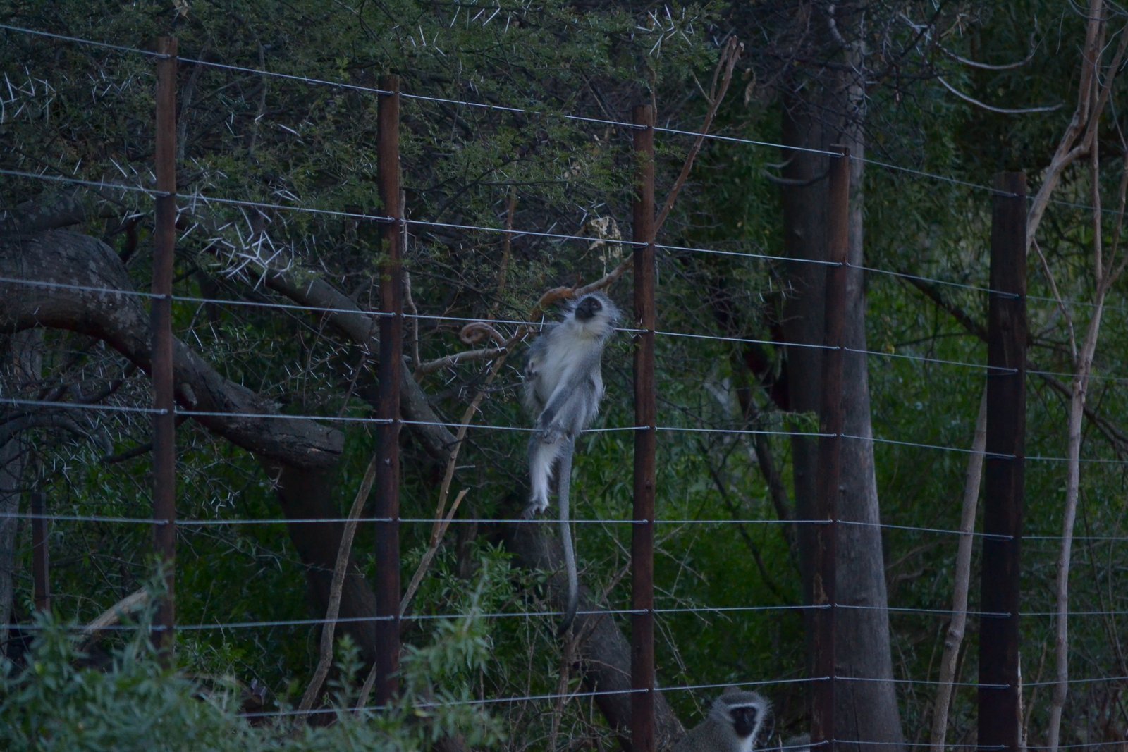 Image of Vervet Monkey