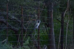 Image of Vervet Monkey