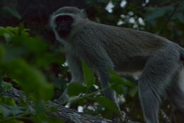 Image of Vervet Monkey