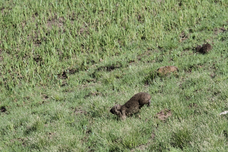 Image of Rock Hyrax