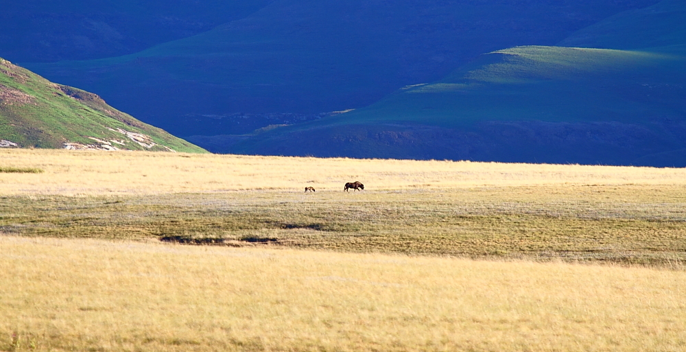 Image of Black Wildebeest