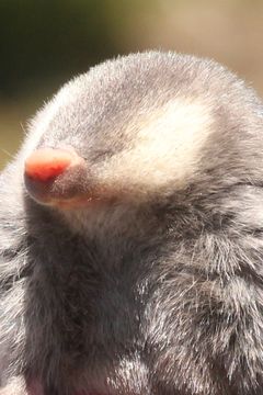 Image of Cape Golden Mole
