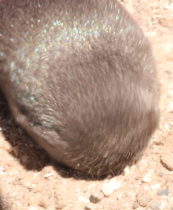 Image of Cape Golden Mole