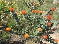 Image of silky-haired pincushion