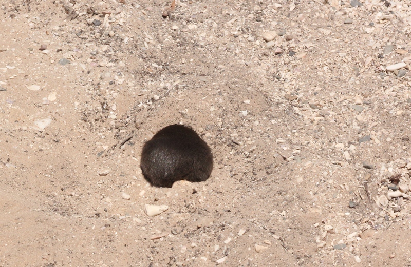 Image of Cape Golden Mole