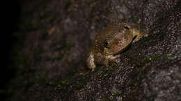 Image of Bombay night frog