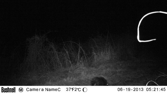 Image of African Porcupine