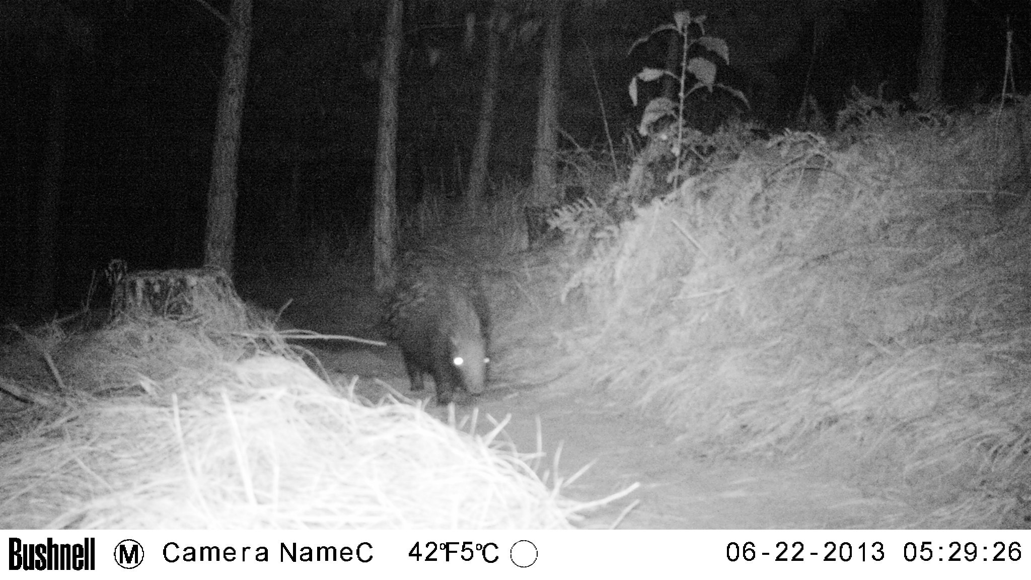 Image of African Porcupine