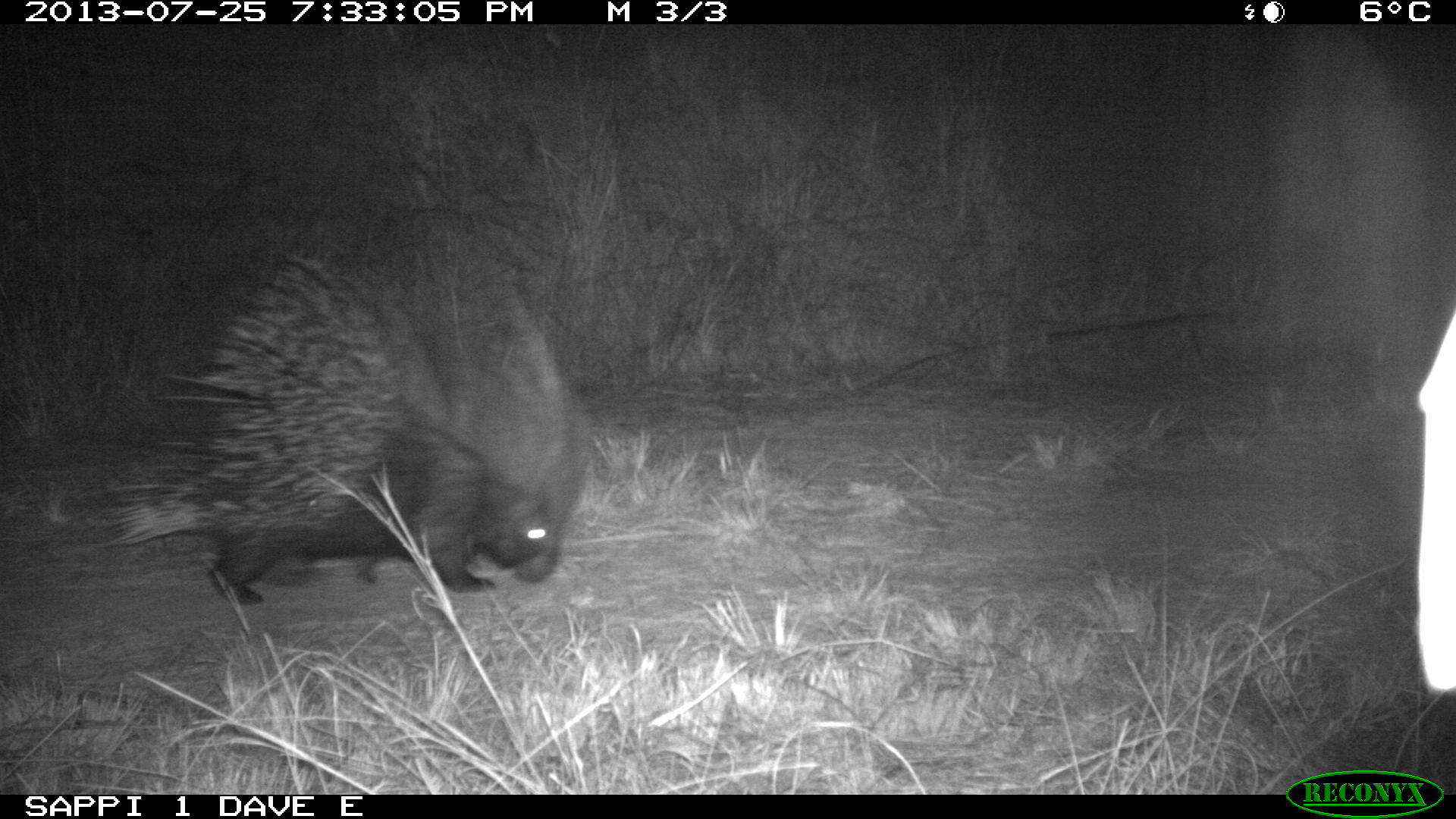 Image of African Porcupine