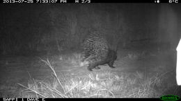 Image of African Porcupine