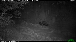 Image of African Porcupine