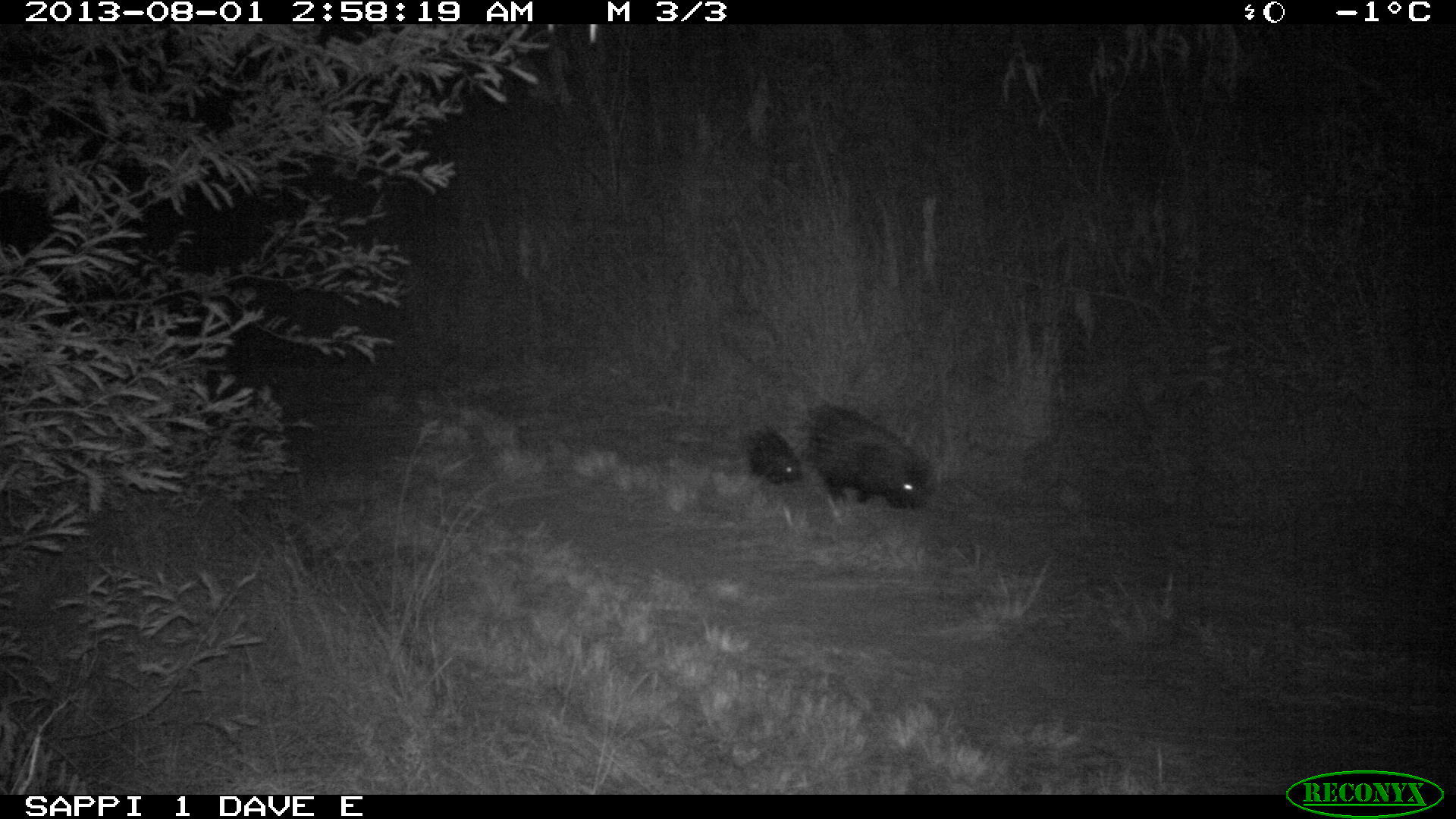 Image of African Porcupine