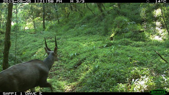 Image of Bushbuck