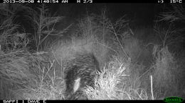 Image of African Porcupine