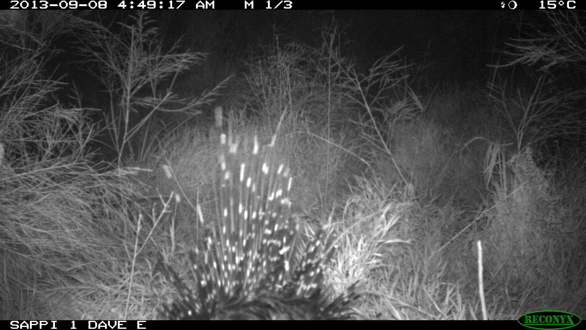 Image of African Porcupine