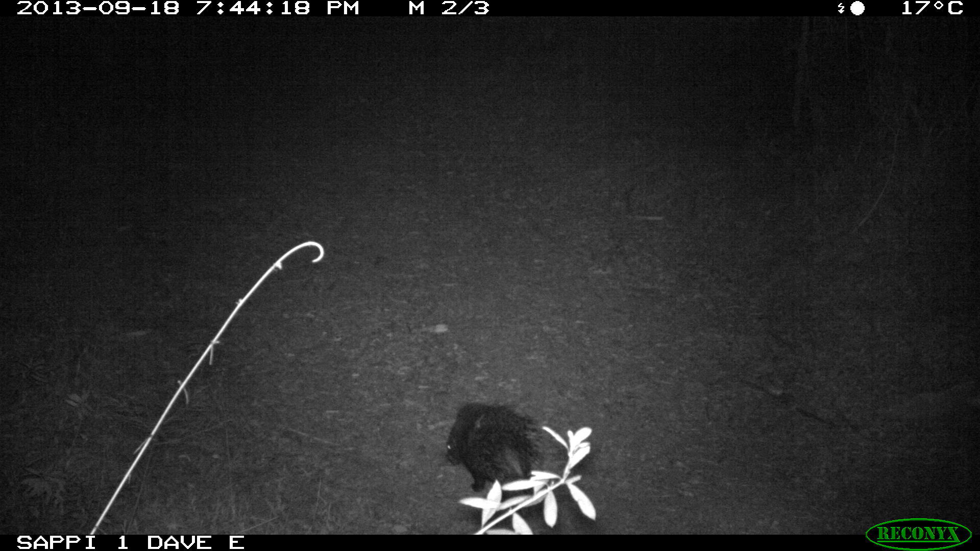 Image of African Porcupine