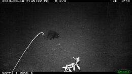 Image of African Porcupine