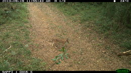 Image of Caracal