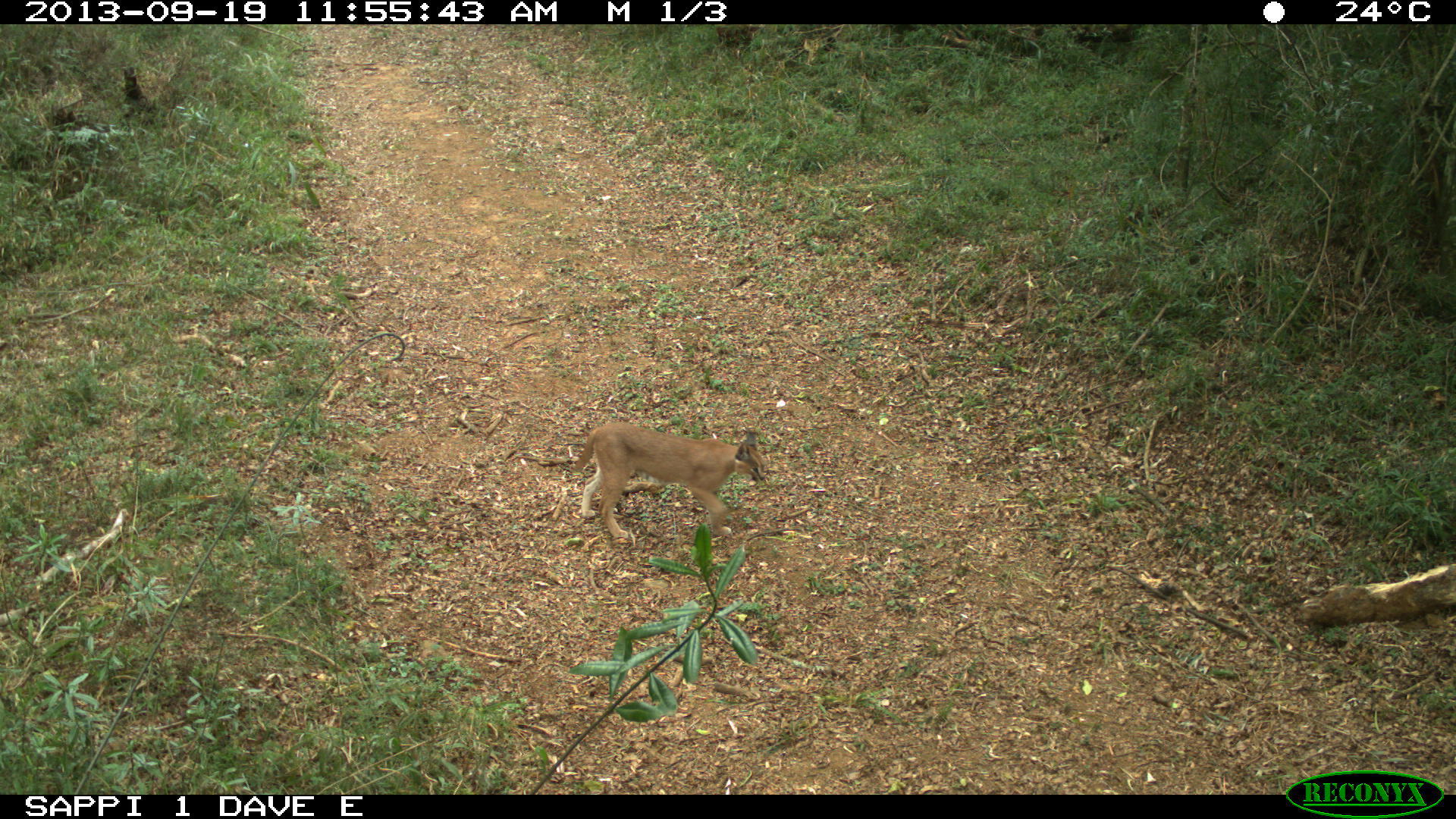 Image of Caracal