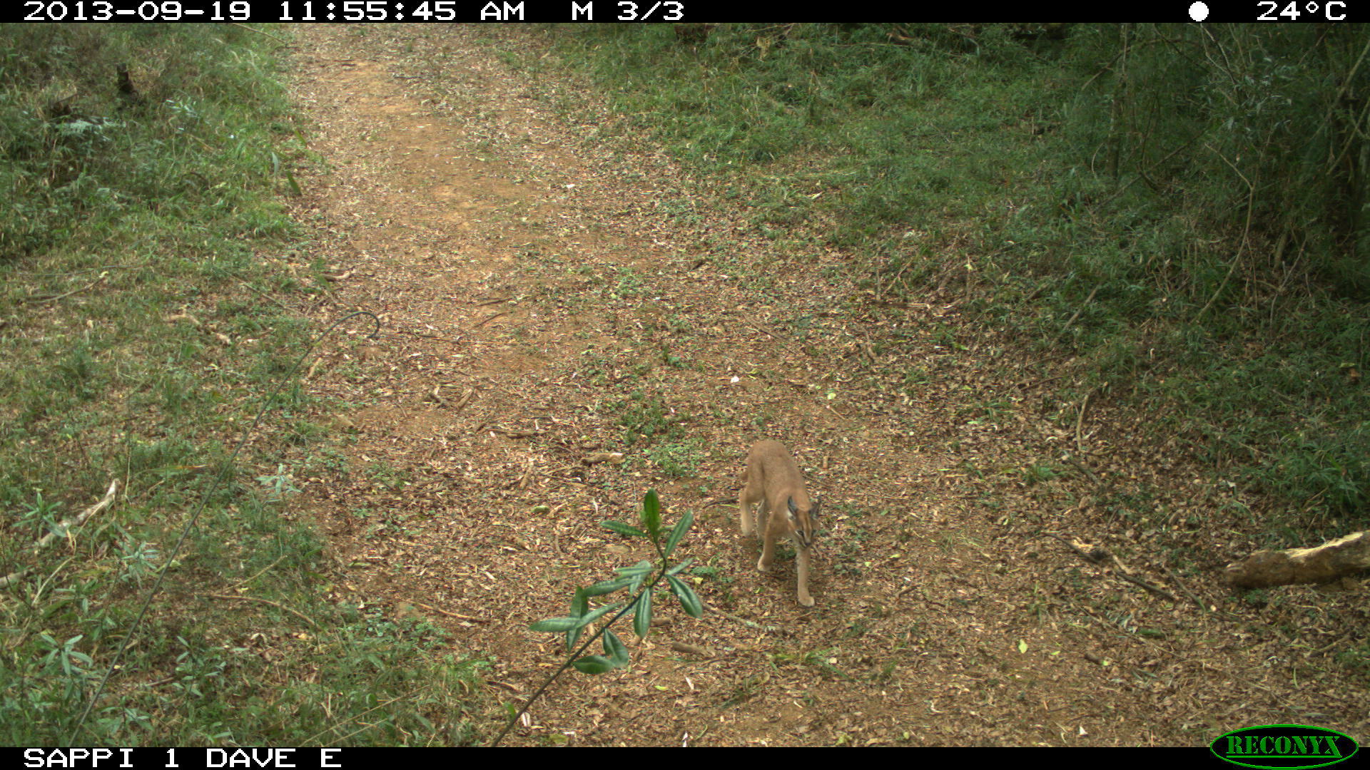 Image of Caracal