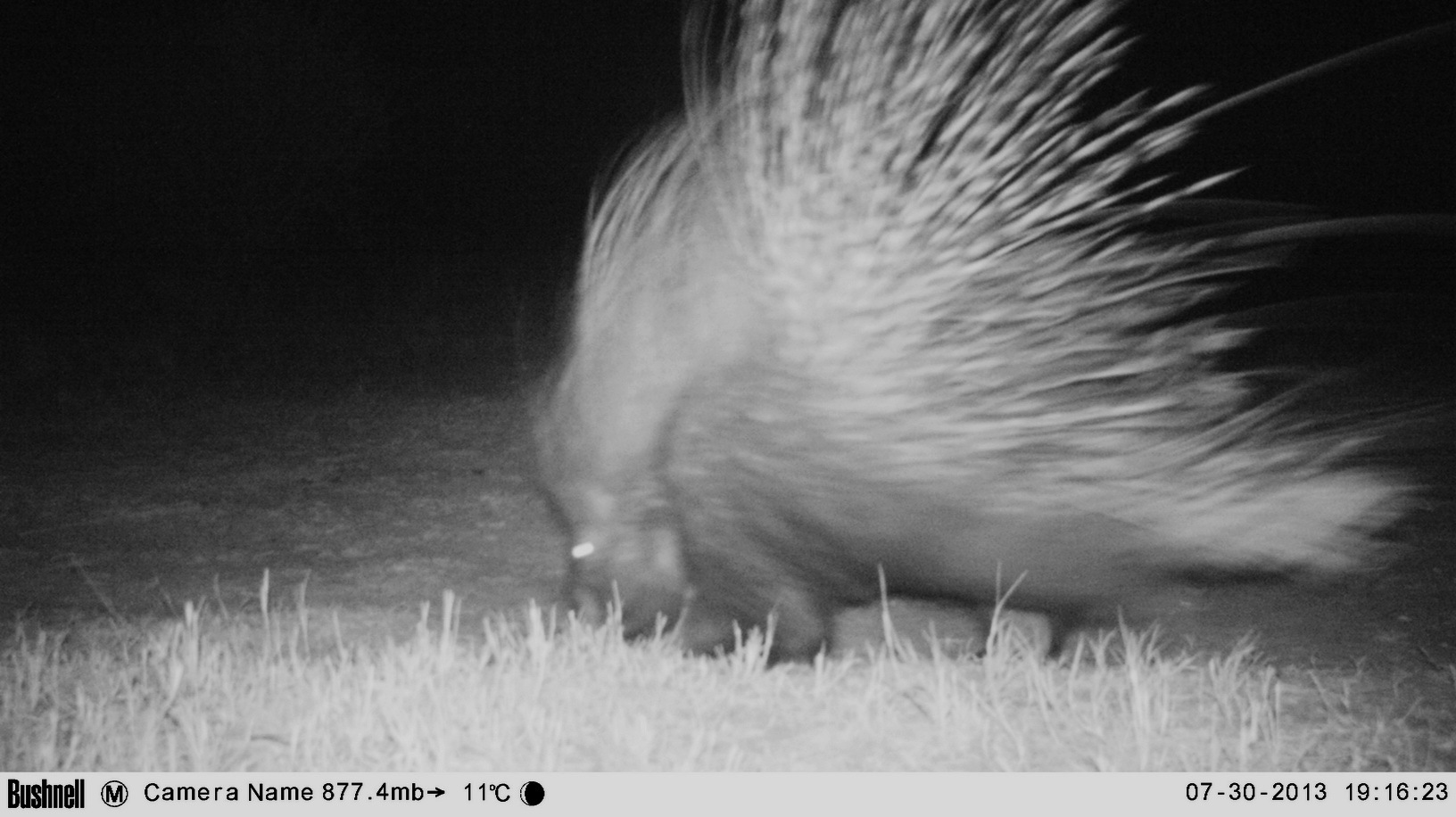 Image of African Porcupine