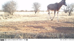 Image of Blesbok